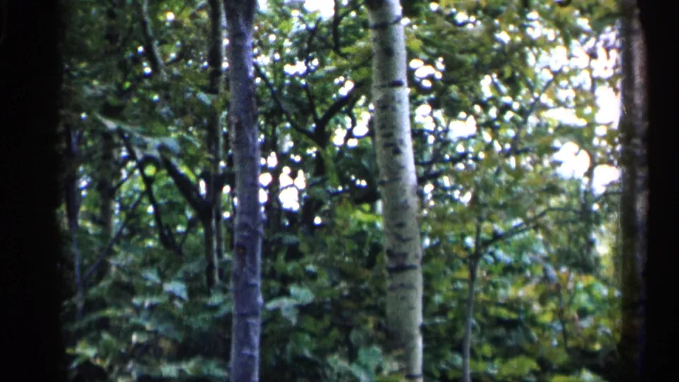 1960 Michigan home-movie frame showing dense forest growth, pale aspen-like trunks, and bright sky filtering through leaves.