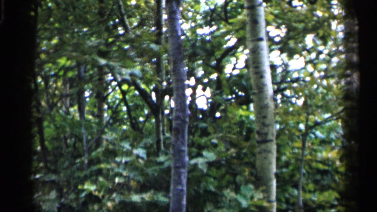 Dense green forest with pale trunks, leafy canopy, and dark film edges.