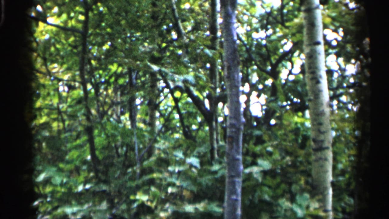 Green woodland view with narrow trunks, leafy branches, and bright gaps in the canopy.