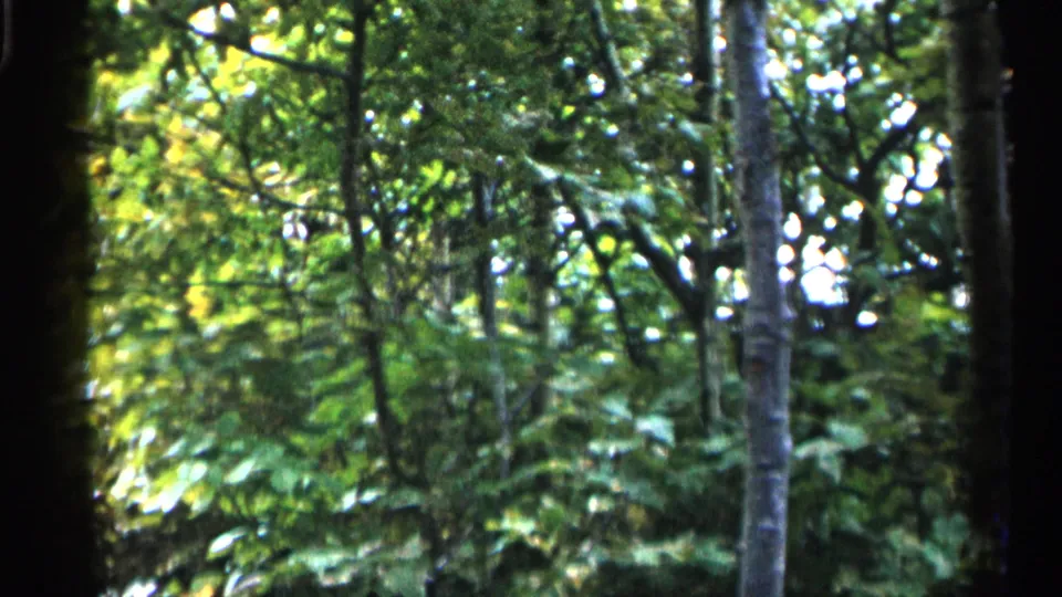 1960 Michigan 8mm woodland frame with soft green foliage, vertical trunks, and sunlight breaking through the left side.