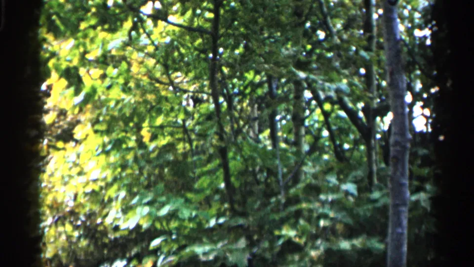 1960 Michigan home-movie frame showing dense woodland vegetation, bright yellow-green sunlight, and dark tree forms in soft 8mm texture.