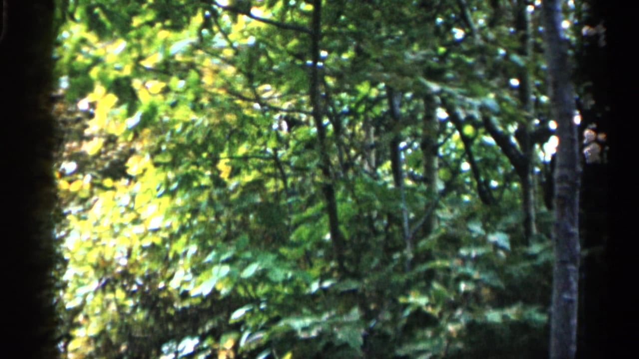 Leafy woodland canopy with dark trunks and dense green undergrowth.