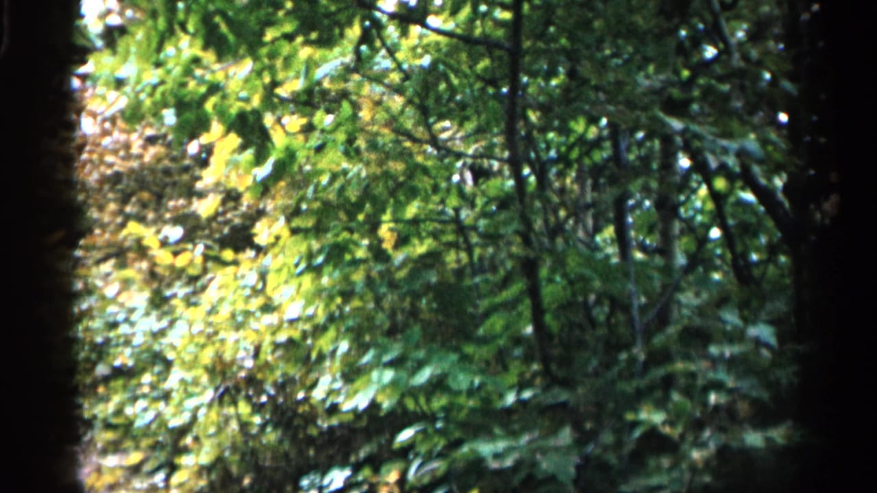 1960 Michigan home-movie frame showing bright leaves, layered bushes, and vertical tree trunks in a wooded setting.