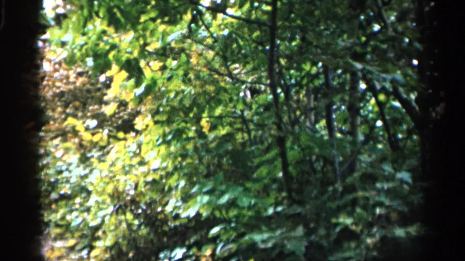 1960 Michigan home-movie frame showing bright leaves, layered bushes, and vertical tree trunks in a wooded setting.
