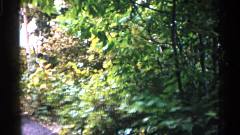 1960 Michigan 8mm frame with a narrow sandy woodland path bordered by thick green bushes and overhanging leaves.