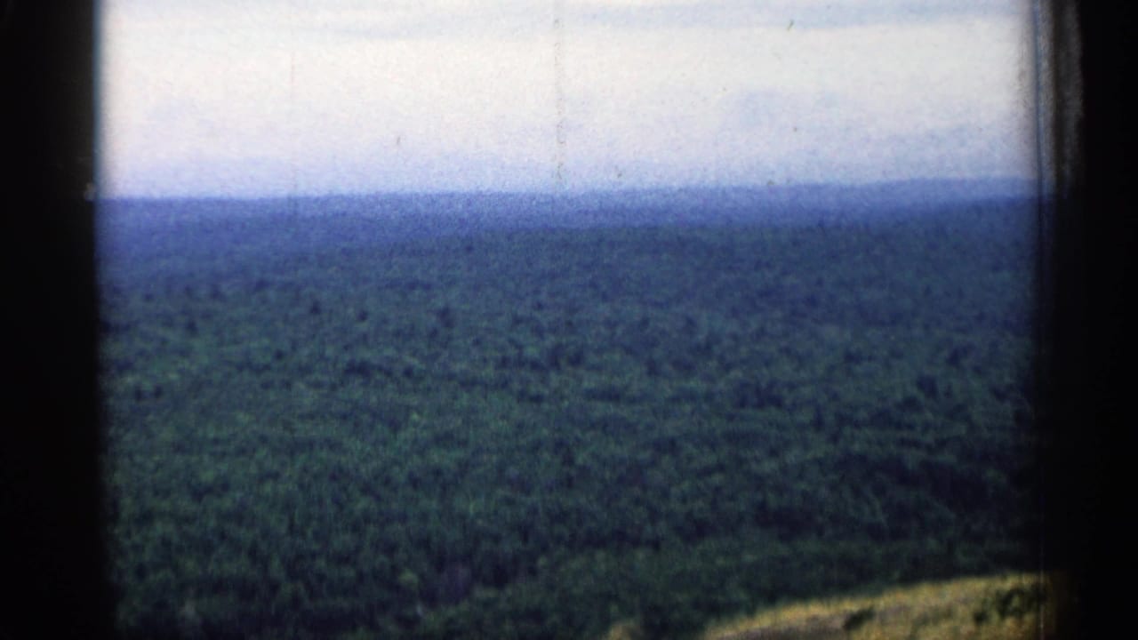 1960 Michigan 8mm frame showing a soft aerial view across dense green forest toward a flat distant horizon.