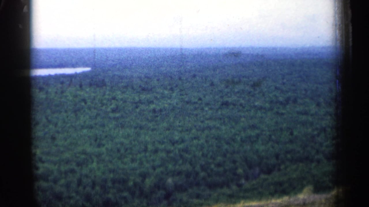 Aerial view over dense forest with a small body of water near the horizon.