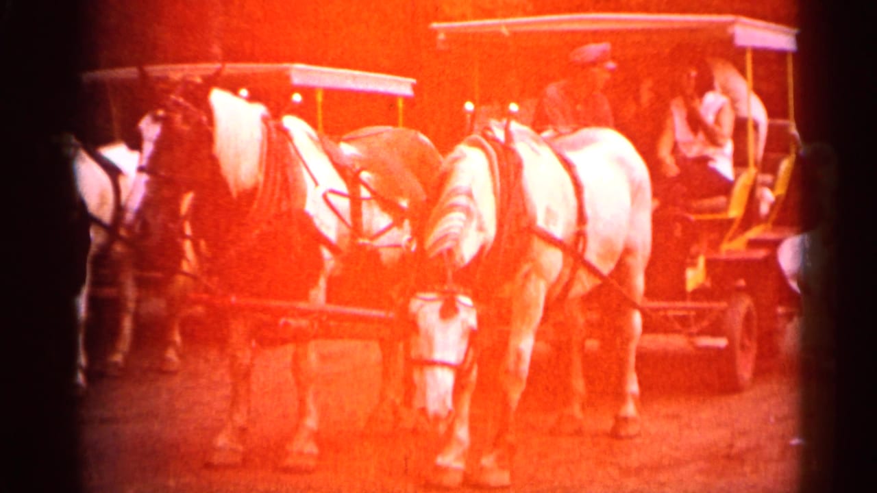 White horses harnessed to an open carriage with passengers and a driver nearby.