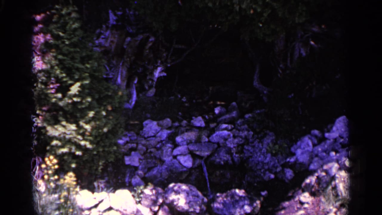Rocky wooded area with trees, foliage, and shaded stones.