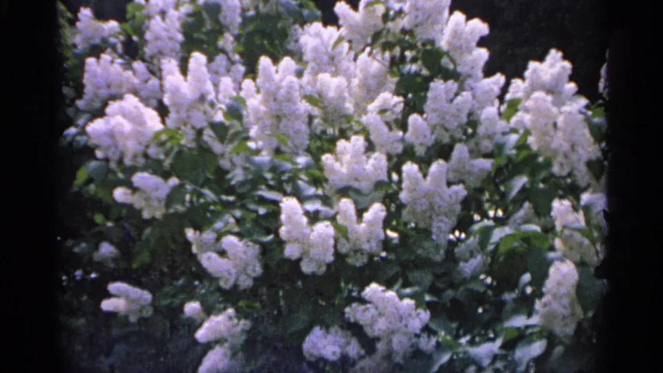 Close 8mm view of white lilac blossoms and green leaves, likely from the same Michigan residential garden sequence.