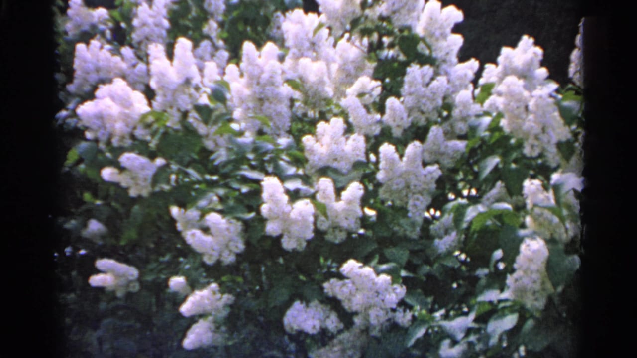 White lilac blossoms in bloom fill a close 1960 Michigan 8mm home-movie frame with deep green leaves behind them.