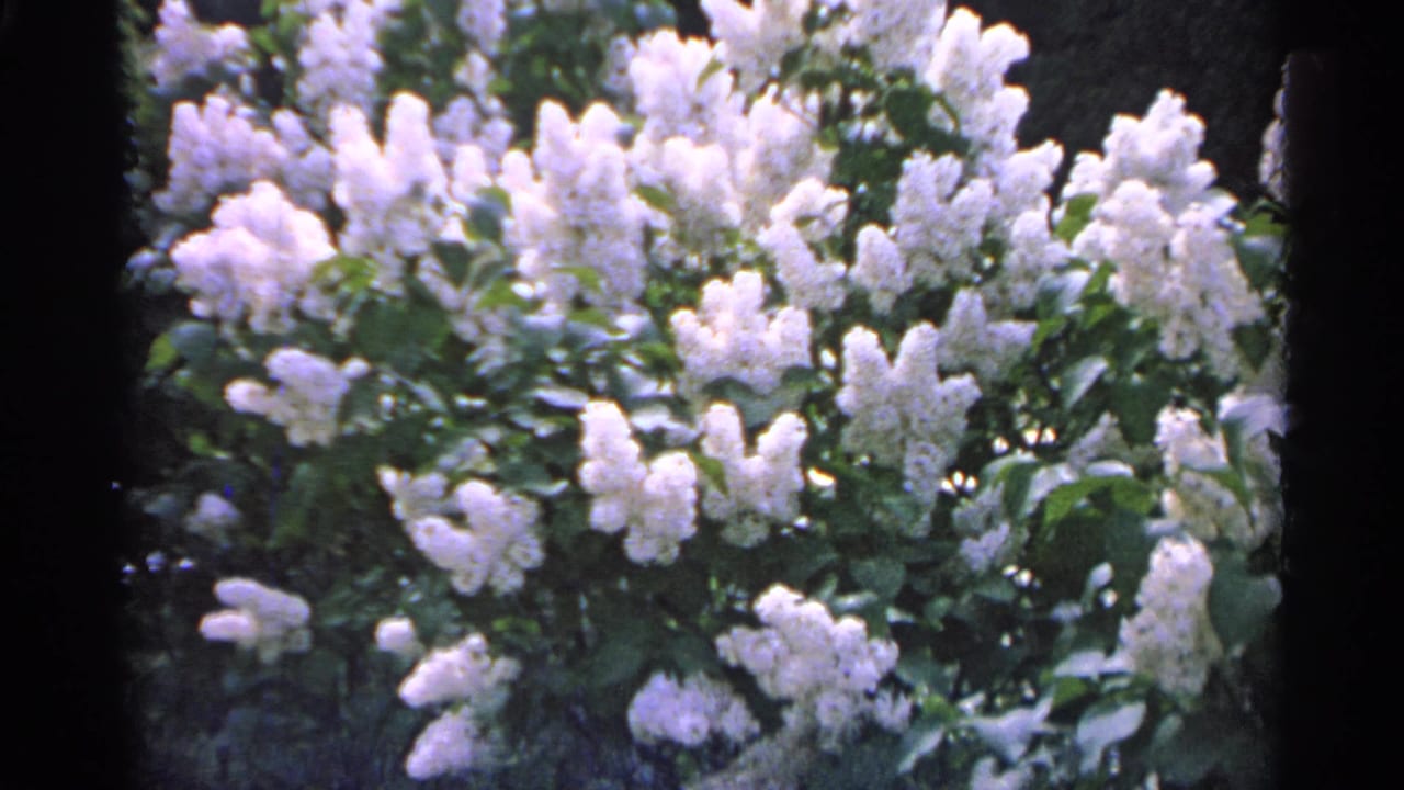 White lilac blossoms appear in a close garden view.