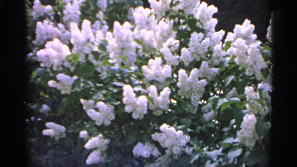 A second close view shows white lilac clusters and green leaves in 1960 Michigan home-movie footage.