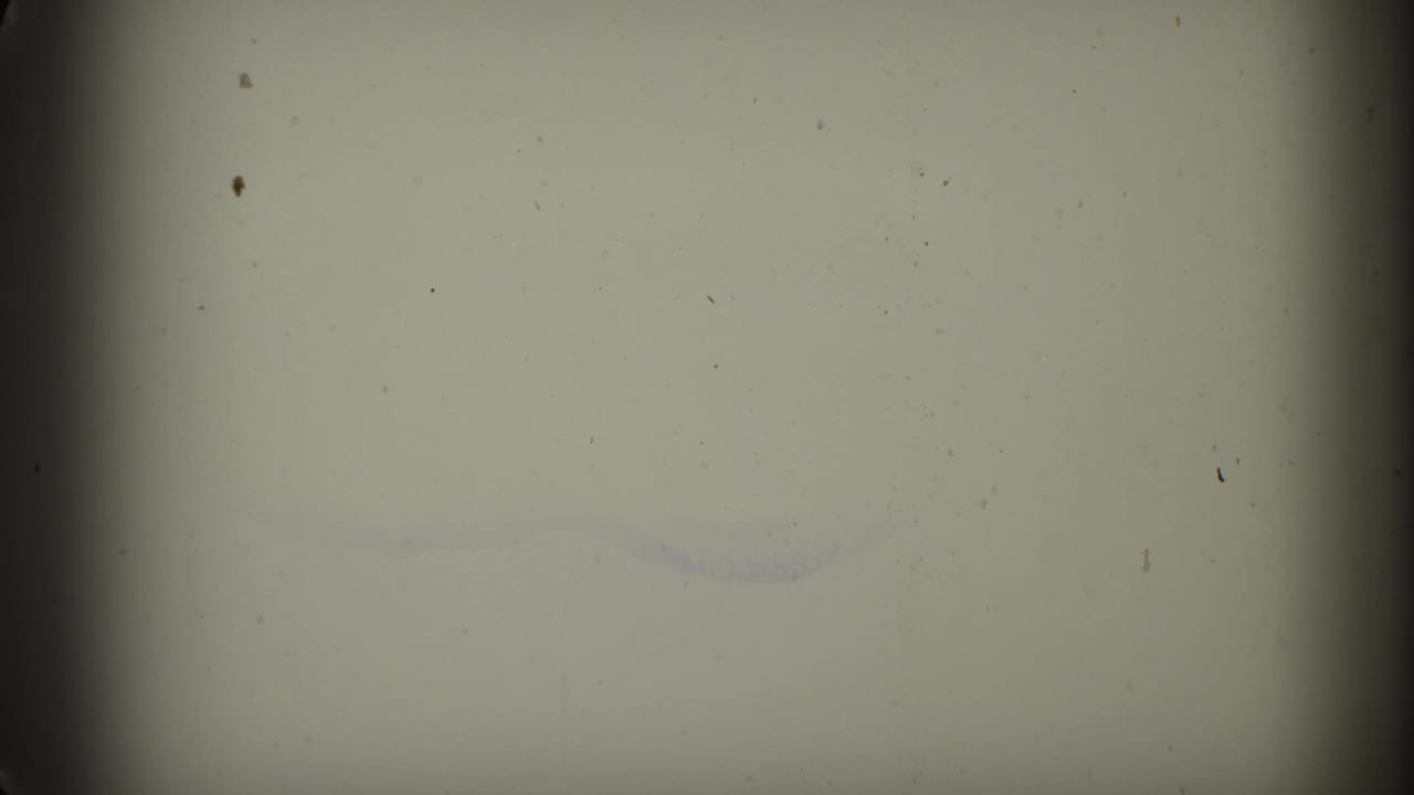 Pale film frame with faint blue markings and dark gate edges.