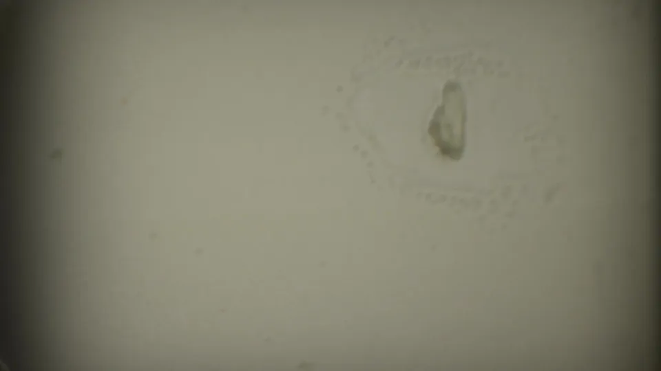 Faded 8mm frame with pale leader-like surface, a small brown mark, faint writing near the top right, and visible film wear.