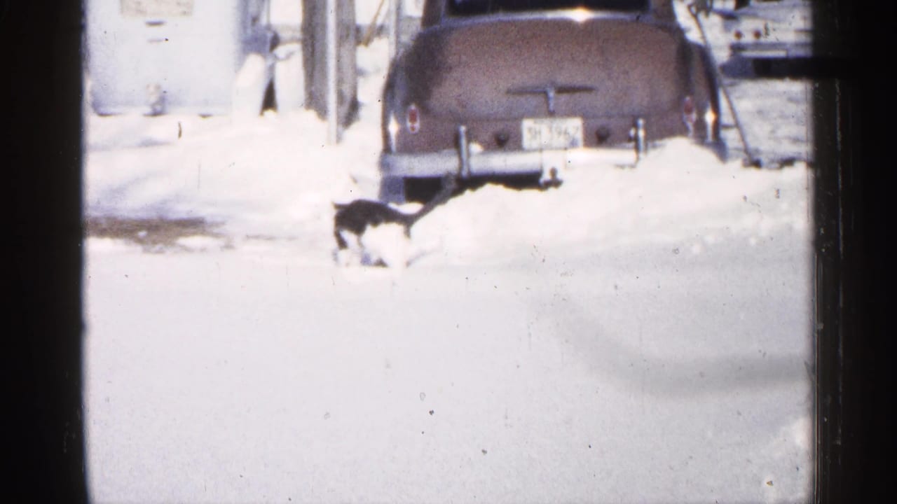 Black and white cat walks across snow near the rear of a parked classic car.