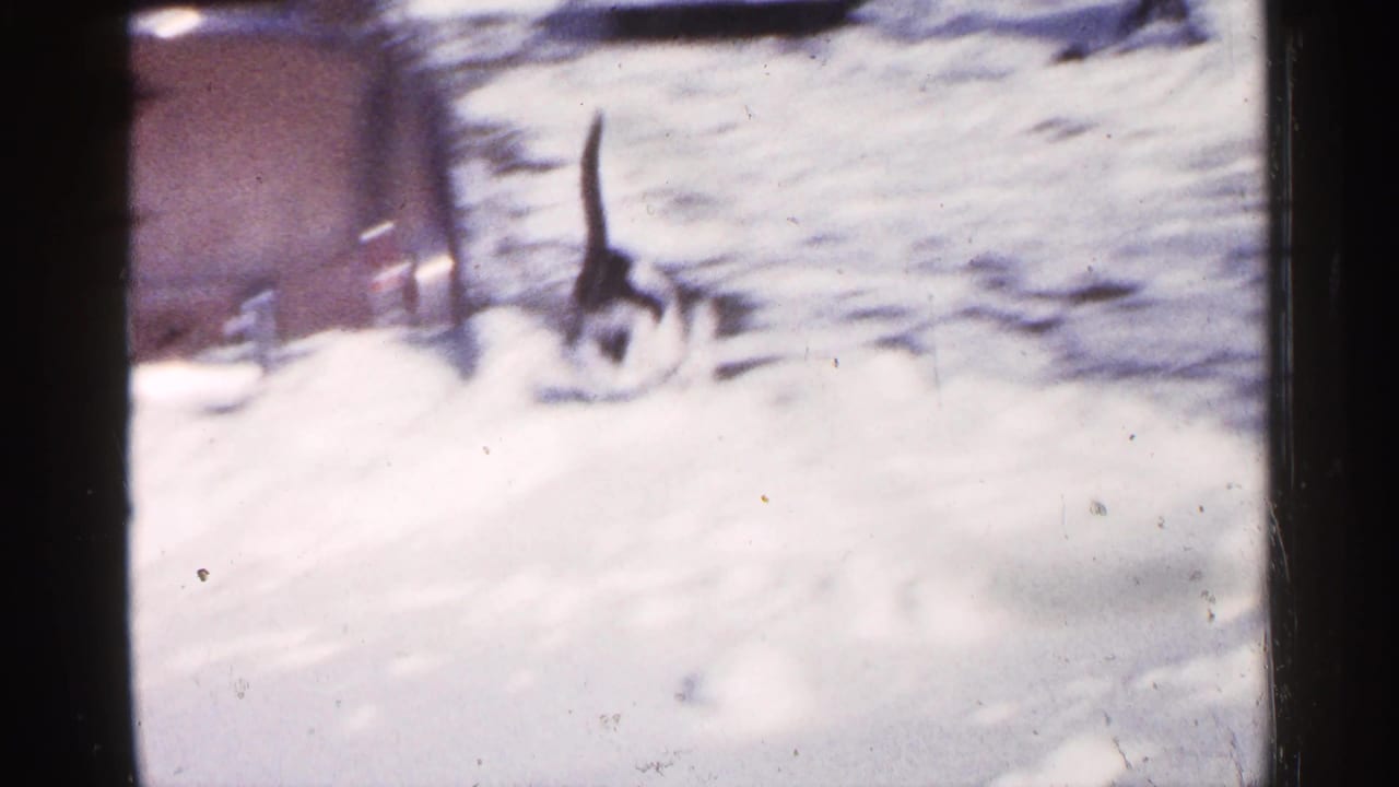 Black-and-white cat walking across a snowy yard beside dark film edges.