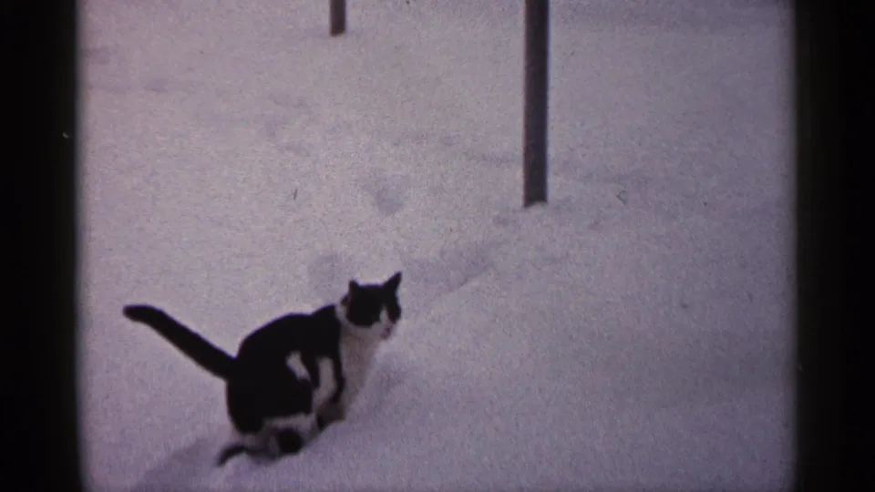 A black-and-white cat stands in deep Minnesota snow in this 1961 home-movie frame, with a post and faint tracks visible nearby.