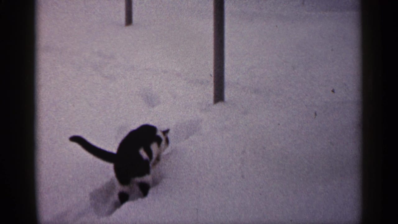 Black and white cat walking through deep snow beside vertical porch posts.