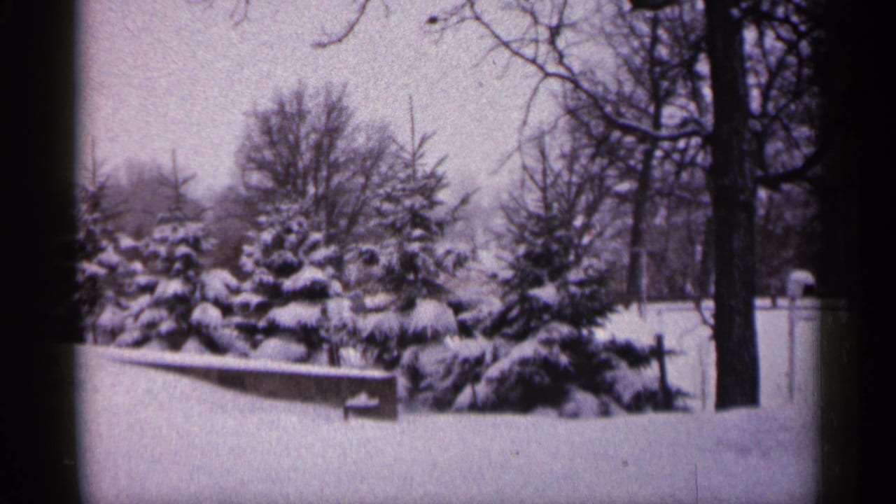 Snow-covered evergreens behind a low wall with bare trees in the background.
