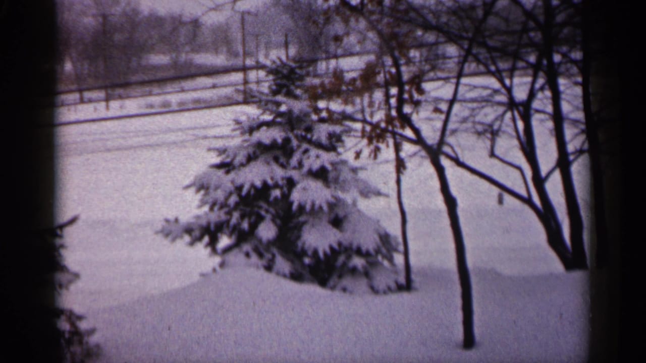 Snow-covered yard with an evergreen tree and bare branches beyond a dark window edge.