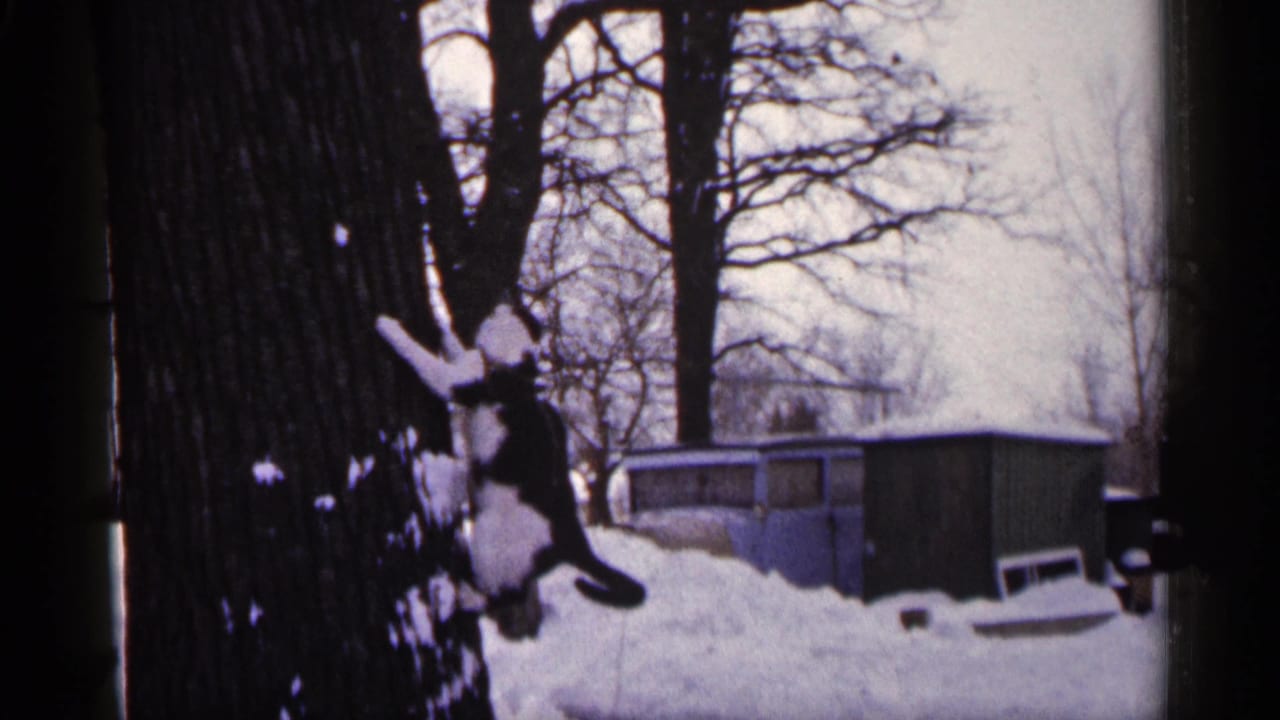 Black-and-white cat climbing a snowy tree in a backyard.