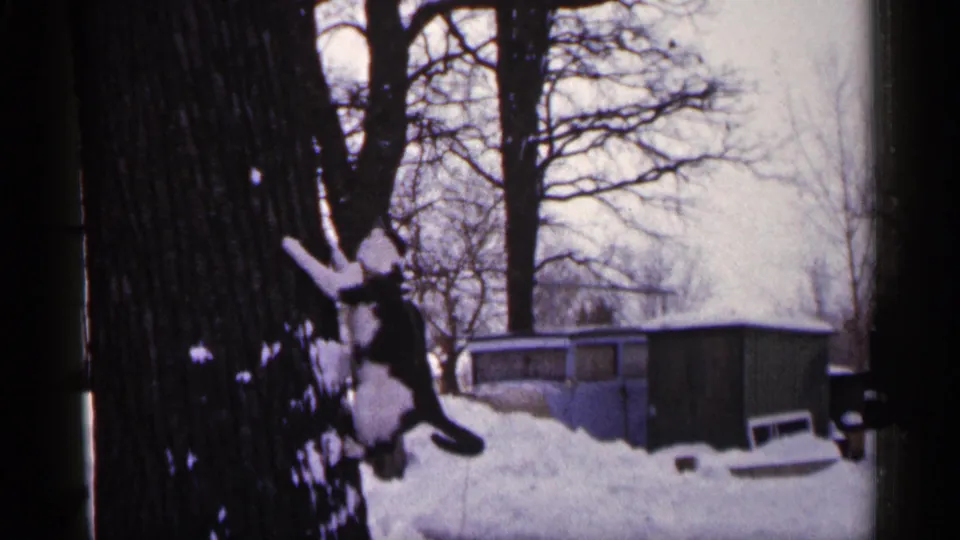 A black-and-white cat climbs or clings to a snow-covered tree in a winter backyard, with a small outbuilding and bare branches behind it.