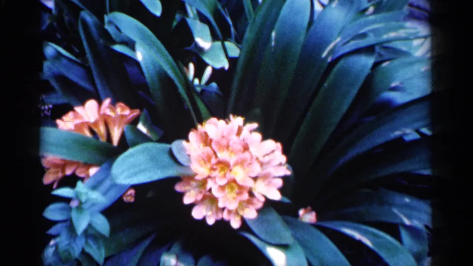 A saturated 8mm close-up shows pink flowers and broad green leaves, likely filmed as a domestic floral cutaway.