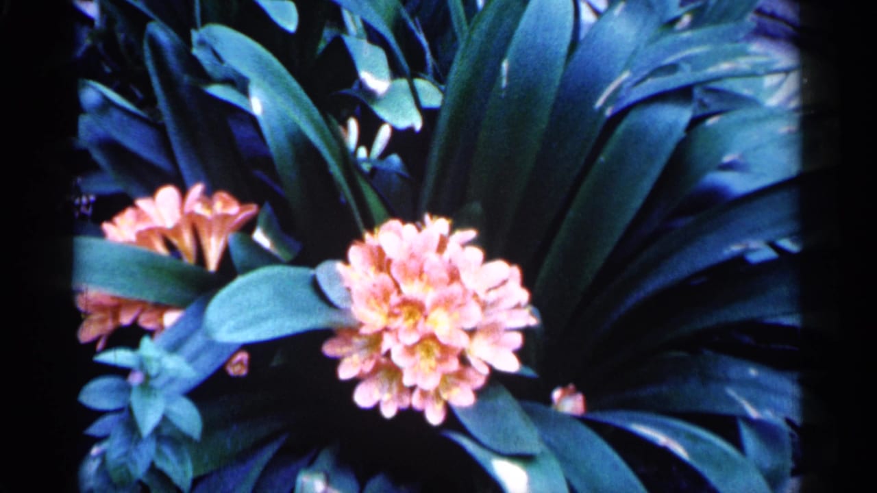 1961 Minnesota 8mm close-up of a pink blooming flower cluster surrounded by dark green leaves and shadowed foliage.