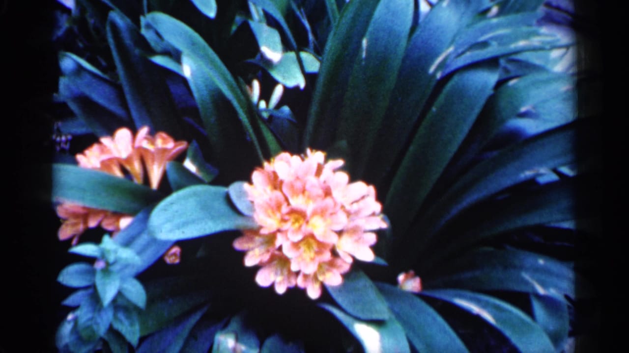 Steady 1961 Minnesota home-movie frame showing a pink flower cluster, orange-pink blossoms, and broad dark leaves.