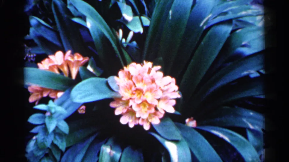 1961 Minnesota 8mm frame with the pink flower cluster lower in the composition, surrounded by long leaves and shaded greenery.