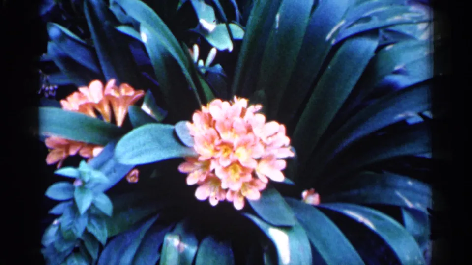 Final 1961 Minnesota 8mm frame holding on the pink blooming flower cluster amid dense dark green leaves.
