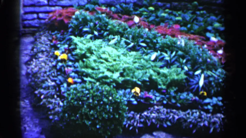1961 Minnesota home-movie frame of a colorful garden bed with layered foliage, yellow blooms, and a stone wall in soft 8mm color.