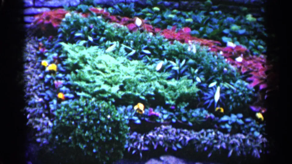 1961 Minnesota 8mm still showing a landscaped flower bed with bright central greenery, purple edging plants, and yellow blooms.