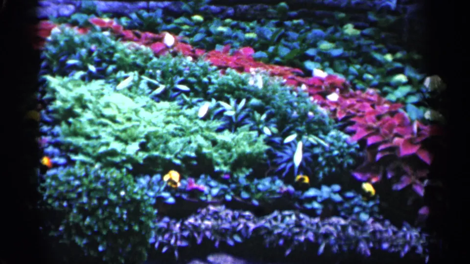 1961 Minnesota home-movie frame of a lush garden bed with red-leaf plants, yellow flowers, green foliage, and visible 8mm frame edges.