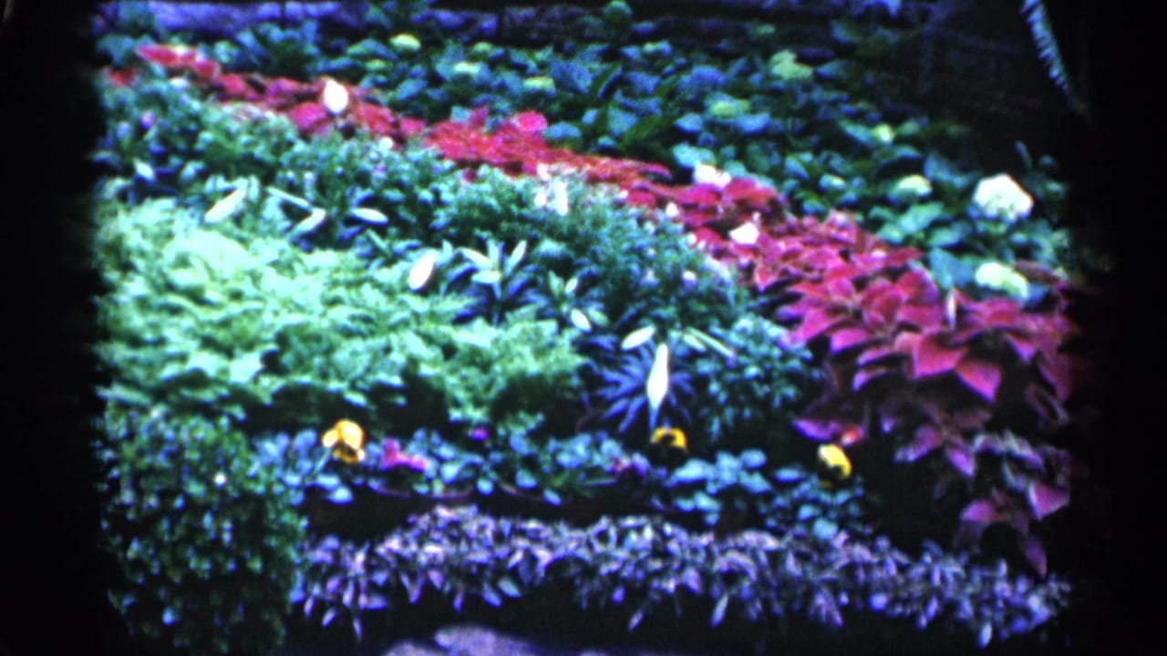 1961 Minnesota 8mm frame showing a layered garden display with green shrubs, red and purple foliage, pale blossoms, and yellow flowers.