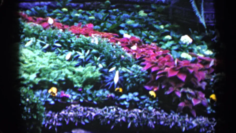 1961 Minnesota home-movie frame of a colorful ornamental garden bed bordered by dark 8mm frame edges.