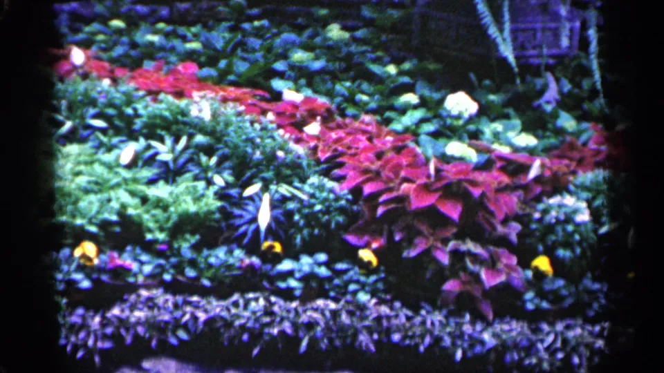 1961 Minnesota 8mm view of a bright garden display with layered shrubs, red foliage, purple ground plants, and small yellow blooms.