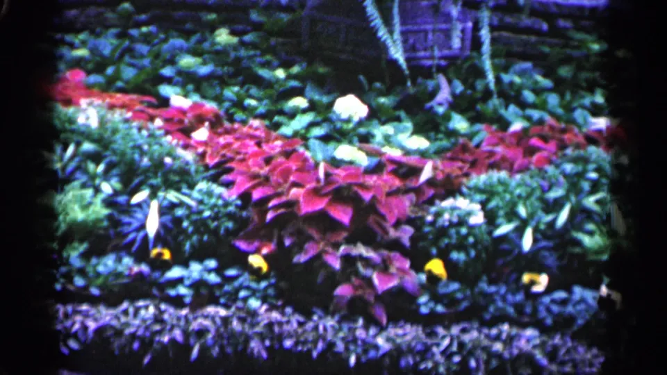 1961 Minnesota home-movie frame showing a saturated garden bed with red foliage, green shrubs, pale blossoms, and yellow flowers.