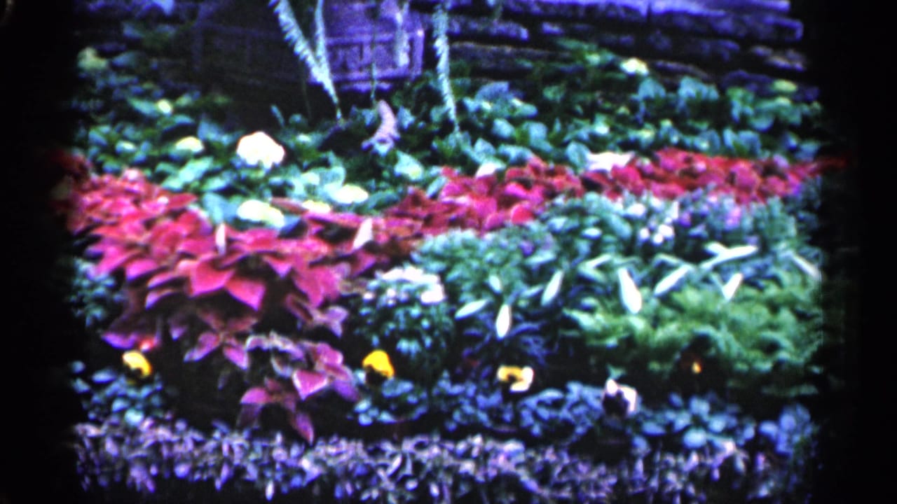 1961 Minnesota home-movie frame of a formal garden bed with vivid red plants, white flowers, yellow blossoms, and layered greenery.