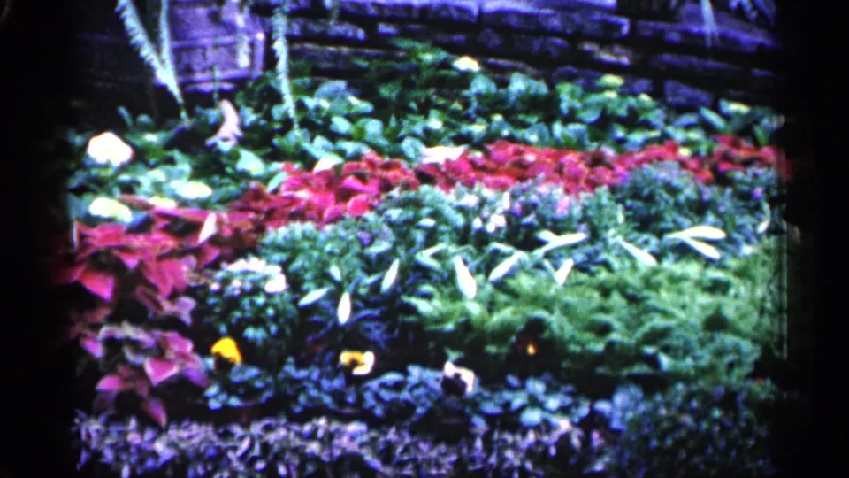 1961 Minnesota 8mm frame showing a closer view across the floral bed, with red foliage, pale flowers, yellow blooms, and dense greenery.