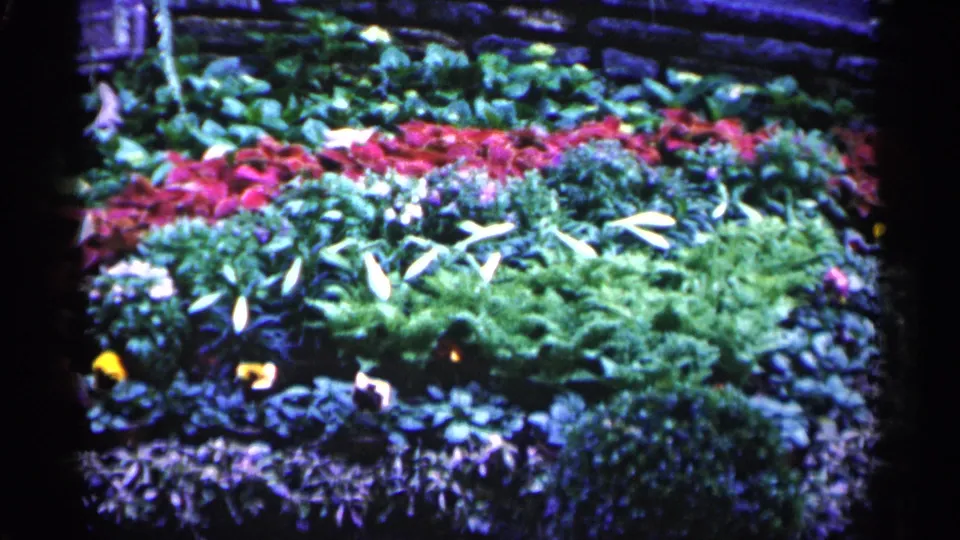 1961 Minnesota home-movie frame with white flowers crossing a green garden bed, red foliage behind, and a stone wall in the background.
