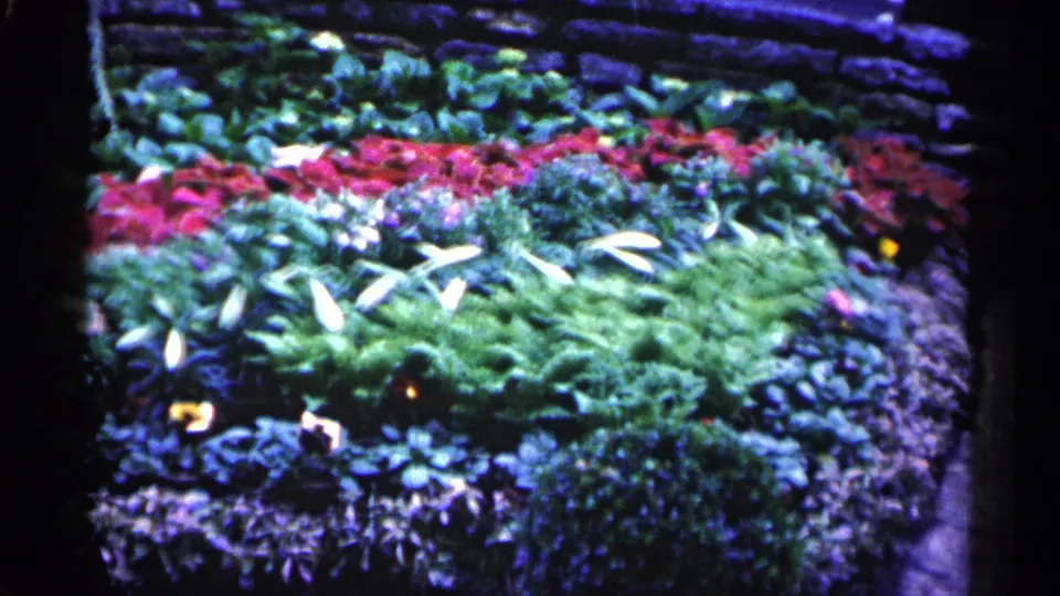 1961 Minnesota 8mm frame showing red and white flower beds surrounded by dense green foliage in a greenhouse garden.