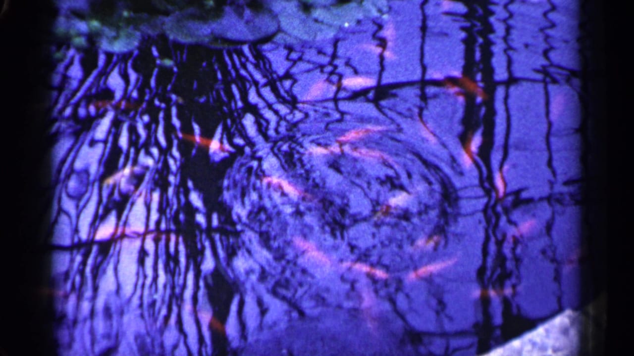 1961 Minnesota 8mm frame showing orange fish circling under blue pond water and shadowy reflected branches or plants.