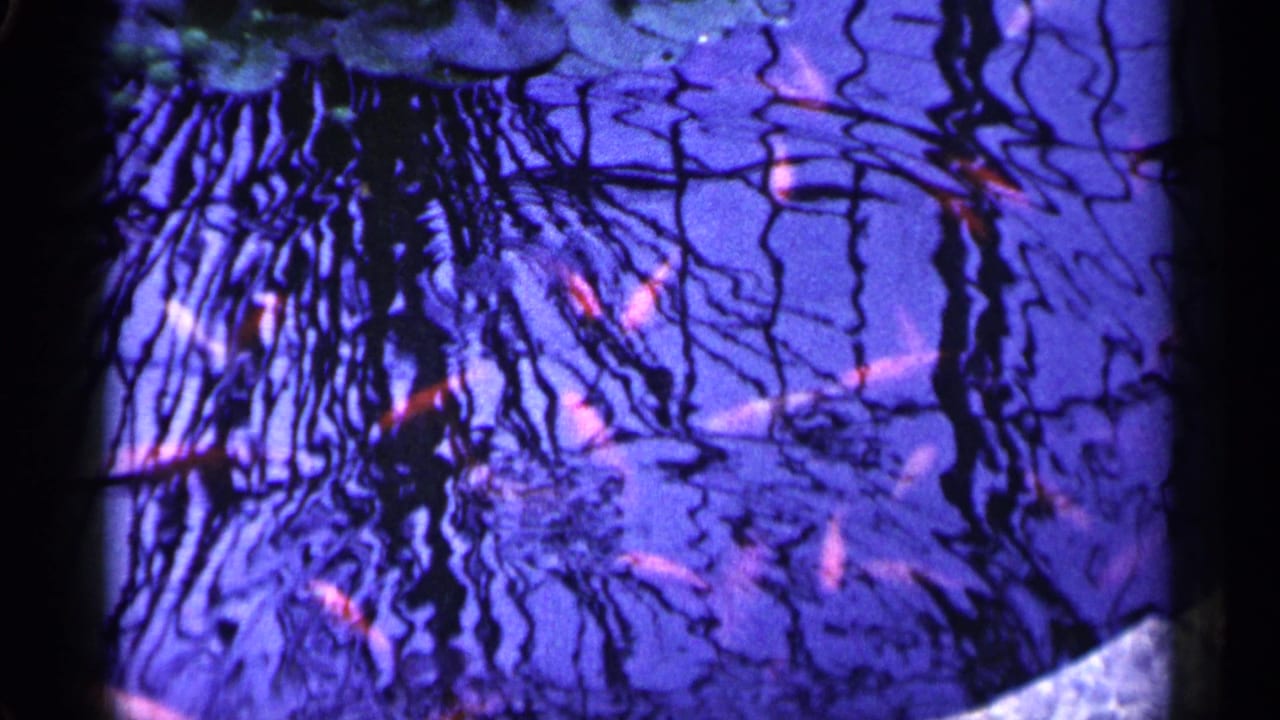 1961 Minnesota home-movie frame with orange fish visible below rippled water and strong dark reflections across the pond.