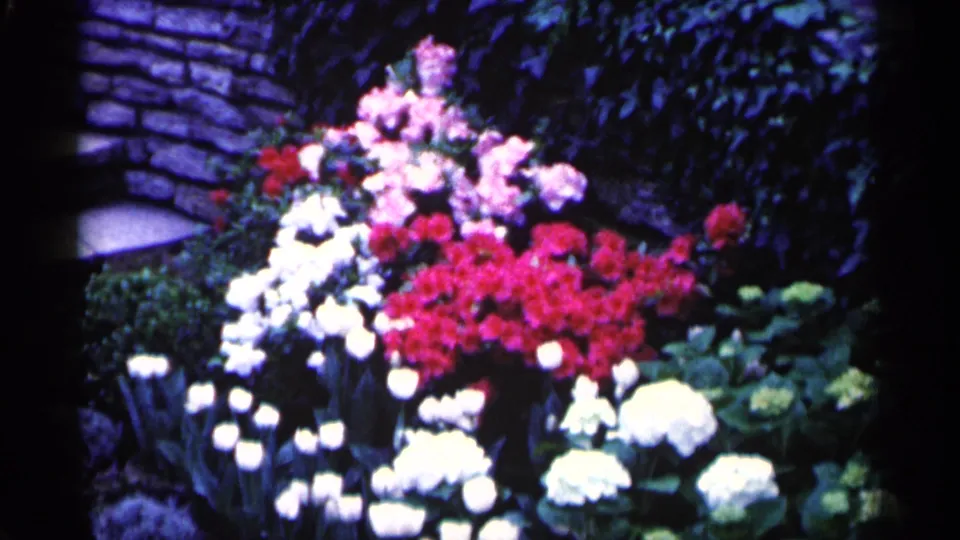 1961 Minnesota 8mm frame showing a colorful garden bed of red, white, and pink blossoms beside foliage and stonework.
