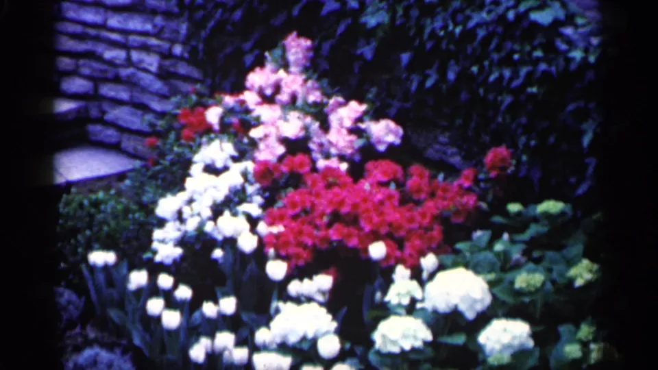 1961 Minnesota home-movie frame of red, white, and pink garden flowers with leafy plants and stonework in soft 8mm color.