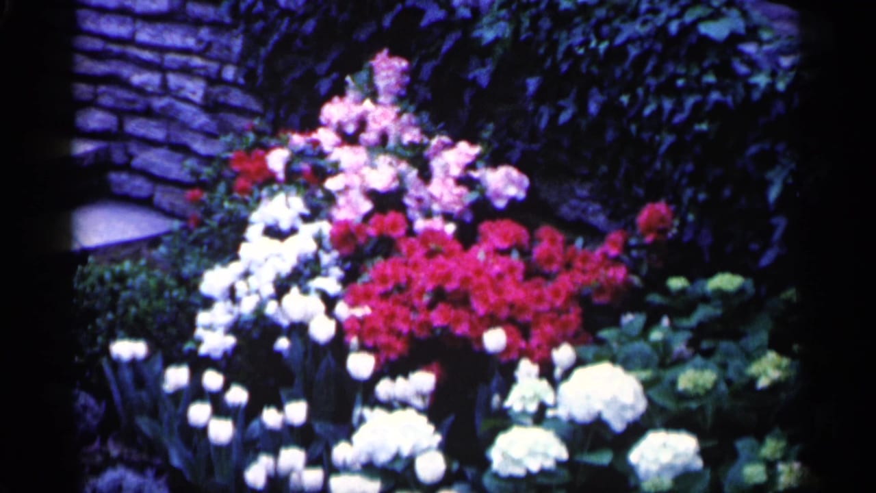 Colorful flower bed with red, pink, white, and yellow blooms near a stone wall.