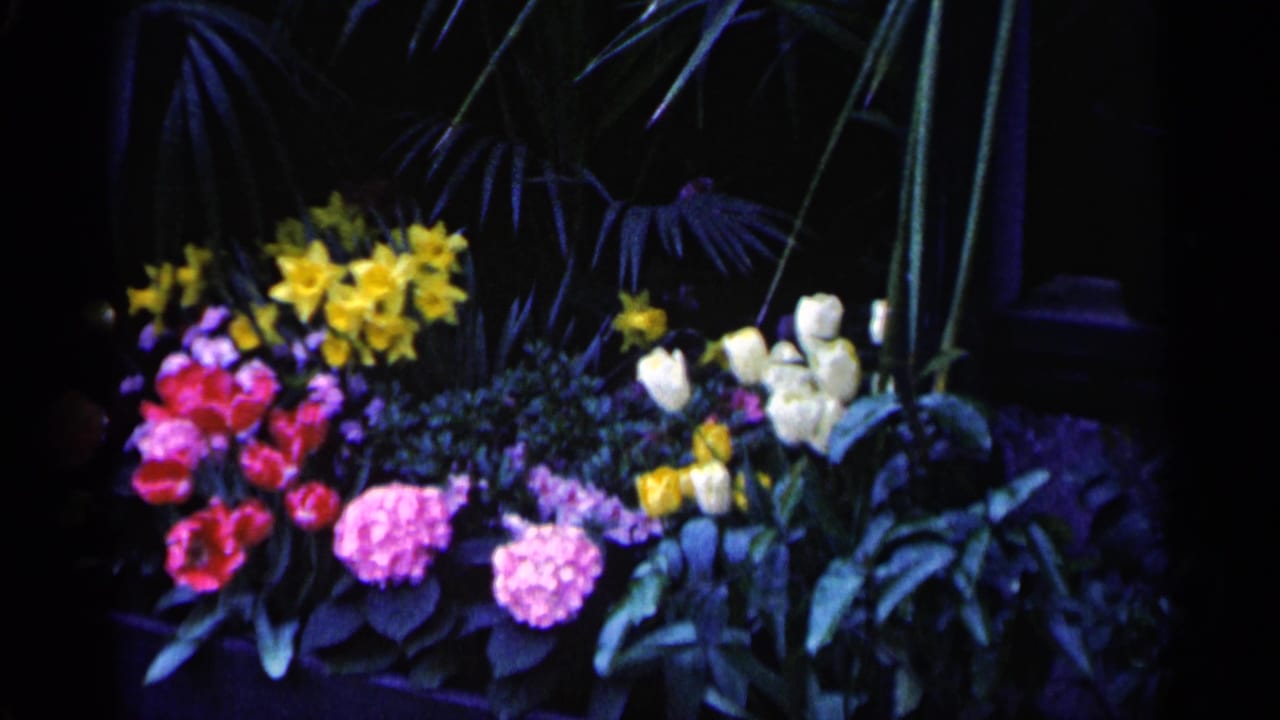 1961 Minnesota home-movie frame of a garden display with yellow flowers, pink blossoms, white blooms, and leafy plants.