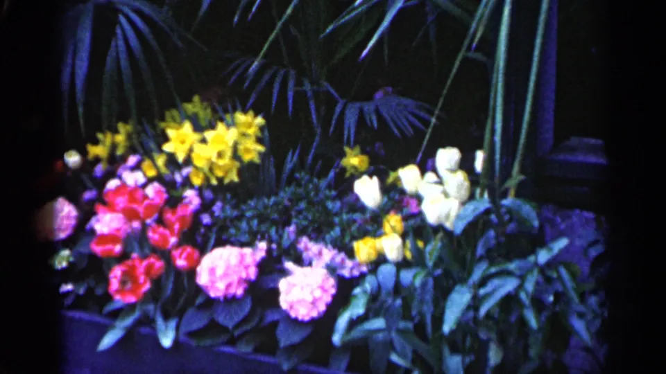 1961 Minnesota 8mm still of a close floral display with bright blooms, broad leaves, and tall vertical plant stems.
